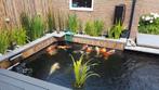 13 koi te koop tot 73cm - hoge kwaliteit, Karper of Koi