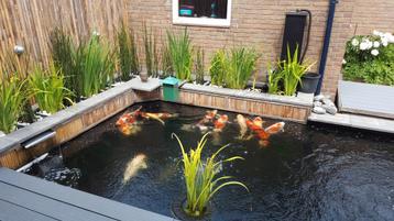 13 koi te koop tot 73cm - hoge kwaliteit beschikbaar voor biedingen