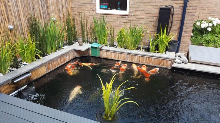 13 koi te koop tot 73cm - hoge kwaliteit, Dieren en Toebehoren, Vissen | Vijvervissen, Karper of Koi