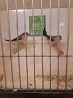 Loodbekjes, Dieren en Toebehoren, Mannelijk