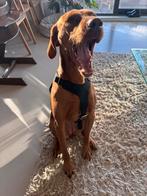 Hunter lederen hondentuig, Dieren en Toebehoren, Ophalen of Verzenden, Nieuw