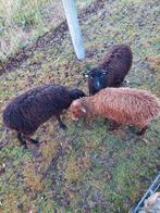 Ouessant ooitjes  3 stuks zwart  -bruin, Vrouwelijk, Schaap