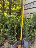 Buxus Euonymus japonica green spire, Tuin en Terras, Planten | Tuinplanten, Ophalen, Bloeit niet, Overige soorten, Volle zon