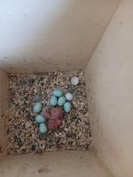 Jonge tamme grasparkieten, Meerdere dieren, Parkiet, Tam