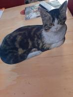 standaard kartonnen poes Henriëtte Ronner Knip, Verzenden, Nieuw