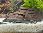 Marmer kwastvinsnoek (Polypterus ornatipinnis), Dieren en Toebehoren, Slang