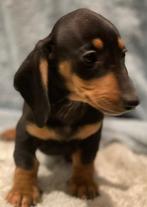 Mooi teckel pupje, Dieren en Toebehoren, Honden | Teckels en Dashonden, Parvo, Reu, 8 tot 15 weken, Korthaar