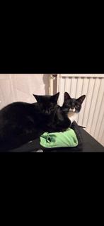 2 lieve katers, Dieren en Toebehoren, Katten en Kittens | Overige Katten, Kater, Kortharig, 0 tot 2 jaar