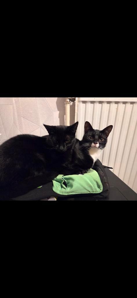 2 lieve katers, Dieren en Toebehoren, Katten en Kittens | Overige Katten, Kortharig, Kater, 0 tot 2 jaar