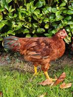 Red island, Dieren en Toebehoren, Pluimvee, Mannelijk, Kip