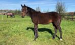 Hengstveulen v. On the spot x Elite sport spr v. Starpower, Dieren en Toebehoren, Paarden, Springpaard, Niet van toepassing, 0 tot 2 jaar