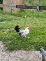 Friese Zilverpel haantje (kriel), Dieren en Toebehoren, Pluimvee, Mannelijk, Kip
