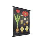 Grote Vintage Schoolkaart Tulp Bloemen Jung Koch Quentell, Ophalen of Verzenden, Natuur en Biologie