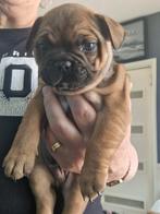 Te koop, Dieren en Toebehoren, Honden | Bulldogs, Pinschers en Molossers, Reu, 8 tot 15 weken, Bulldog, Meerdere