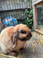 2 lieve konijntjes, Dieren en Toebehoren, Konijnen, Vrouwelijk, Dwerg