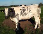 2 Belgische blauwe runderen, Dieren en Toebehoren, Vrouwelijk