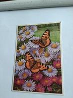 KLEINE VOS OP HERFSTASTERS. 1960, Ophalen of Verzenden, 1960 tot 1980