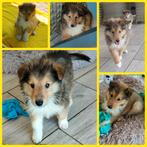 speelse schotse collie pups, Dieren en Toebehoren, Honden | Herdershonden en Veedrijvers, CDV (hondenziekte), 8 tot 15 weken, Collie