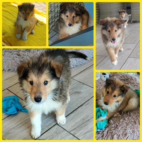 speelse schotse collie pups, Dieren en Toebehoren, Honden | Herdershonden en Veedrijvers, Meerdere dieren, Collie, Particulier