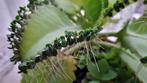 Gratis! Stekjes Kalanchoe daigremontiana/Mother of Thousands, Huis en Inrichting, Kamerplanten, Vetplant, Minder dan 100 cm, Groene kamerplant