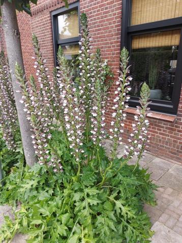 Acanthus Mollis beschikbaar voor biedingen