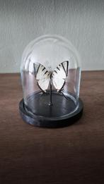 Graphium agetes in stolp | Opgezette vlinder, Verzamelen, Dierenverzamelingen, Ophalen of Verzenden, Nieuw, Insect, Opgezet dier