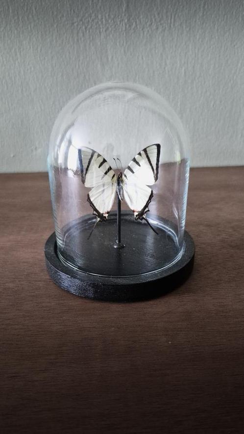 Graphium agetes in stolp | Opgezette vlinder, Verzamelen, Dierenverzamelingen, Nieuw, Opgezet dier, Insect, Ophalen of Verzenden