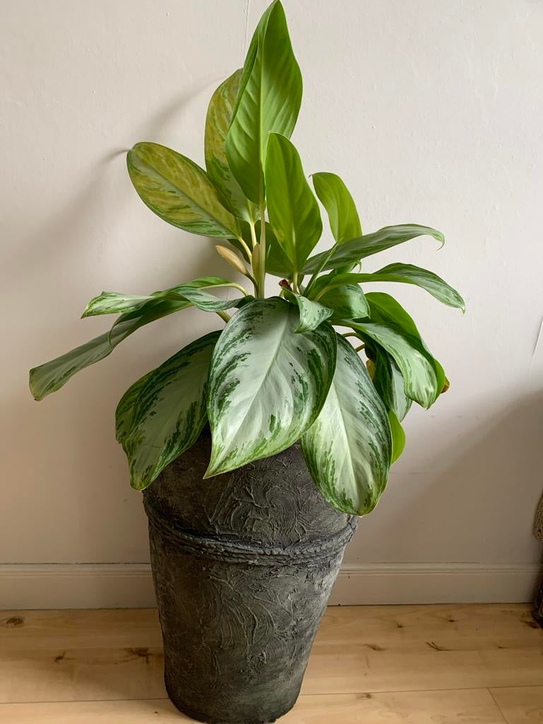 Aglaonema kamerplant in pot 2 stuks, Ophalen, 100 tot 150 cm, Overige soorten, Halfschaduw