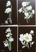 Janneke Brinkman kaart 25 jaar passie bloemen roos 1 ansicht, Ophalen of Verzenden, 1980 tot heden, Ongelopen
