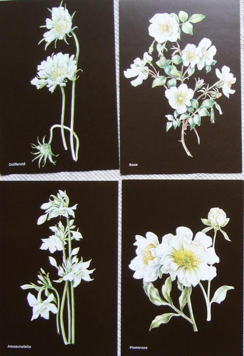 Janneke Brinkman kaart 25 jaar passie bloemen roos 1 ansicht, Verzamelen, Ansichtkaarten | Themakaarten, Ongelopen, 1980 tot heden
