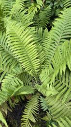 Varen, Tuin en Terras, Planten | Tuinplanten, Ophalen, Vaste plant, Varens, Halfschaduw