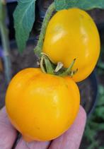 Zaden tomaat Citrus grape, Verzenden, Volle zon