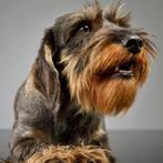 Gezocht (herplaatser) ruwharige teckel, Dieren en Toebehoren, Honden | Teckels en Dashonden, CDV (hondenziekte), Eén hond, 3 tot 5 jaar