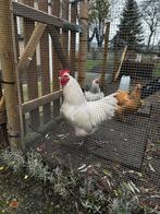 Wiandotte haan, 6 maanden oud. Gratis, Mannelijk, Kip