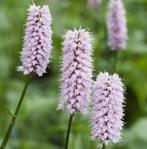 adderwortel (Persicaria bistorta), Ophalen, Bodembedekkers, Vaste plant, Halfschaduw