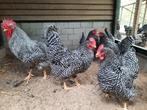 Kippen, Dieren en Toebehoren, Pluimvee, Meerdere dieren, Kip