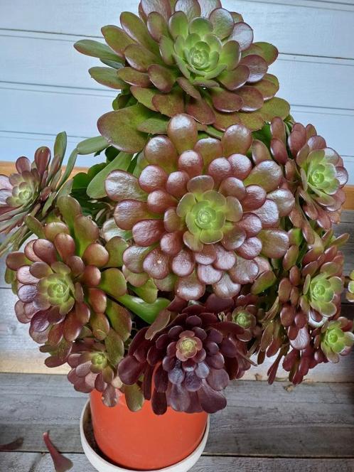 terrasplanten, Tuin en Terras, Planten | Tuinplanten, Vaste plant, Overige soorten, Halfschaduw, Bloeit niet, Ophalen