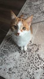 Harry - Loving Cat Looking for His Forever Home, Dieren en Toebehoren, Kater, Kortharig, 3 tot 5 jaar