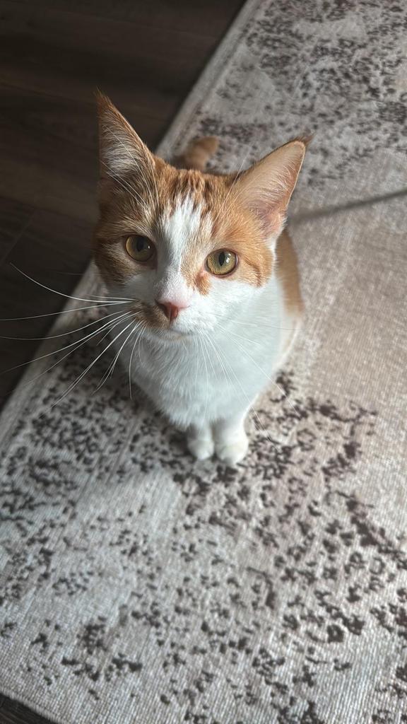 Harry - Loving Cat Looking for His Forever Home, Dieren en Toebehoren, Katten en Kittens | Overige Katten, Kortharig, Kater, 3 tot 5 jaar