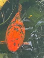 Koi Hi utsuri 55cm, Dieren en Toebehoren, Vissen | Vijvervissen, Karper of Koi