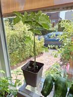 Biologische Tiny Tim snoeptomaatjes plantjes, Ophalen, Volle zon, Groenteplanten, Eenjarig