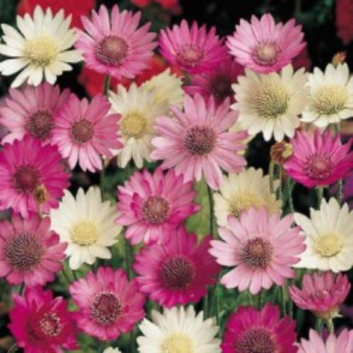 Zaden Xeranthemum annuum (Papierbloem), Tuin en Terras, Bloembollen en Zaden, Zaad, Voorjaar, Volle zon, Verzenden