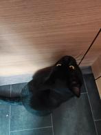 Lieve kater kan niet met andere katten, Dieren en Toebehoren