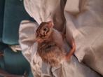 Jonge parelhoender te koop, Dieren en Toebehoren, Pluimvee