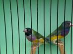 pastel couldamadines, Dieren en Toebehoren, Vogels | Overige Vogels, Meerdere dieren, Tropenvogel