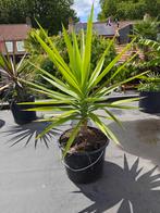 Yucca Elephantipes, Ophalen, Zomer, Overige soorten, Volle zon