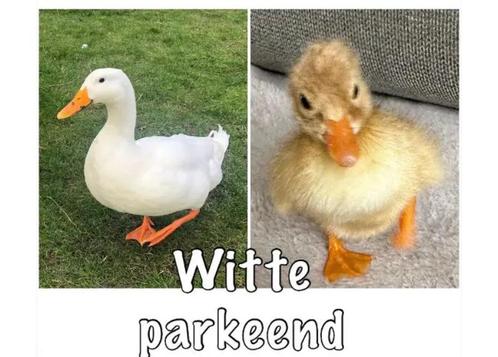 Broedeieren van de witte Eend, Dieren en Toebehoren, Pluimvee, Eend, Geslacht onbekend
