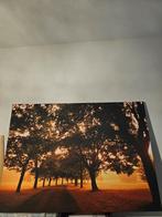 Schitterend Canvas Schilderij - Bomenlaan!, Ophalen, 50 tot 75 cm, 75 tot 100 cm, Print