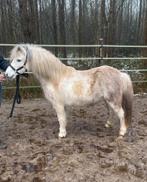 Te koop bonte merrie, Dieren en Toebehoren, Merrie, A pony (tot 1.17m), 3 tot 6 jaar, Gechipt