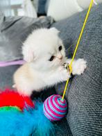 Scottish fold x Britse korthaar TE KOOP !!!, Dieren en Toebehoren, Poes